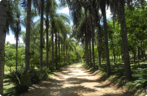 Pista de Cooper Arborizada