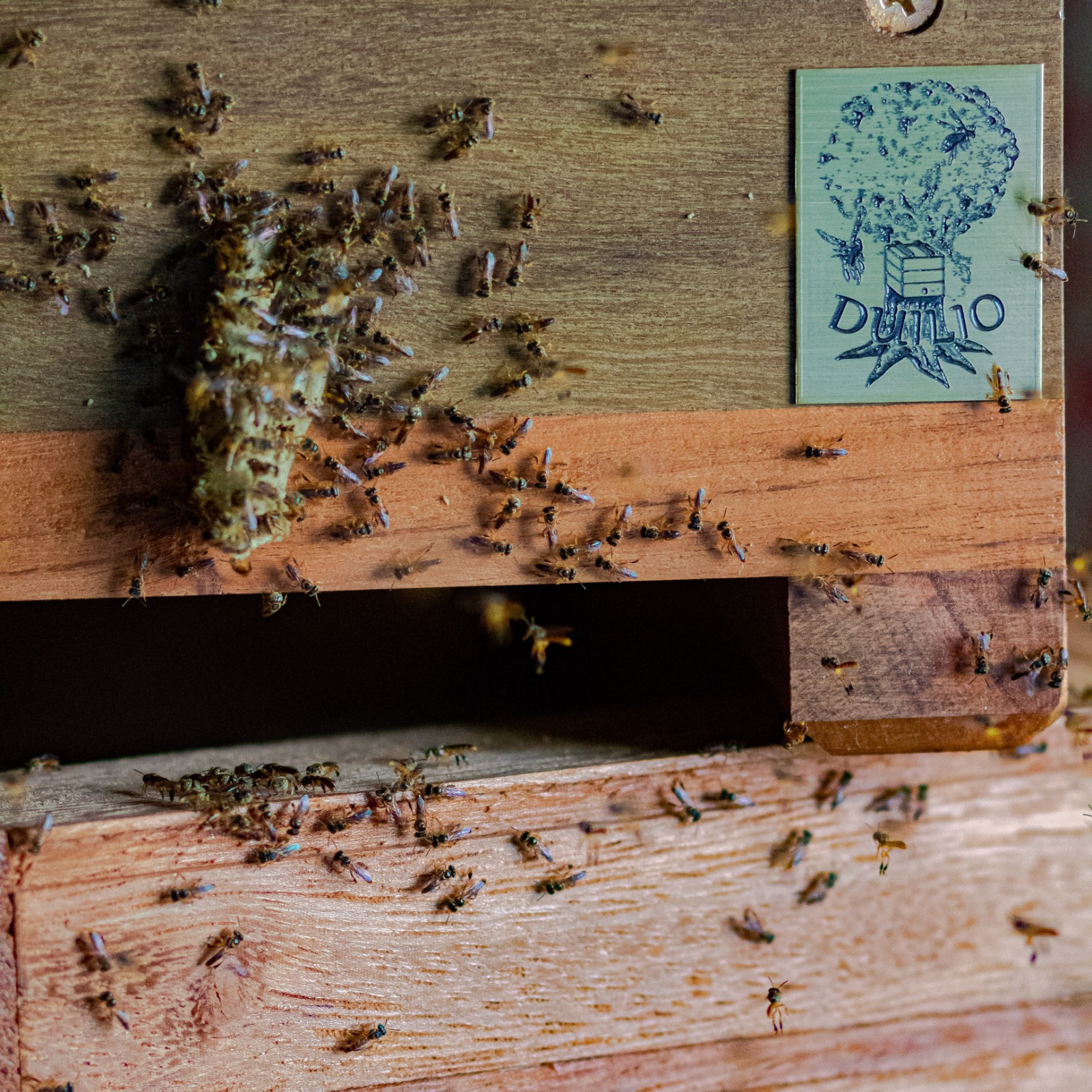 Meliponário Duílio 